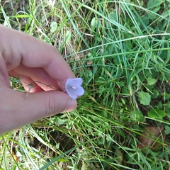 Campanula rotundifolia