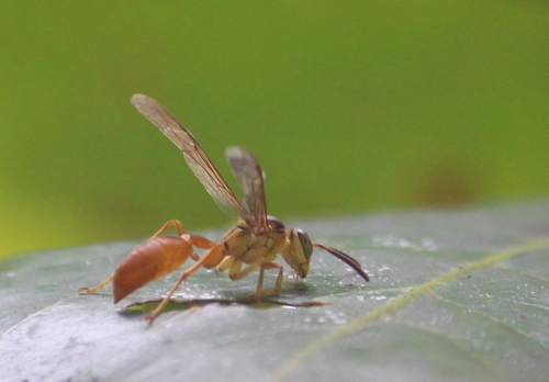 Agelaia centralis