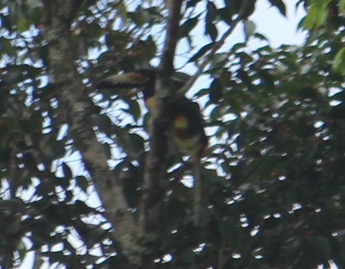 Collared Aracari