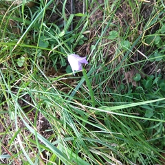 Campanula rotundifolia