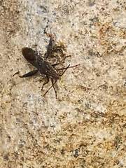 Apidaurus conspersus