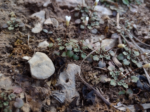 Foto de Leavenworthia exigua