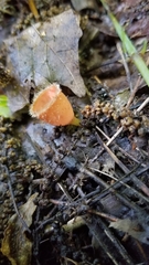 Microstoma floccosum