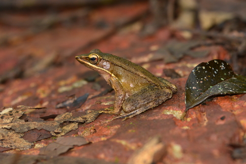 Maharashtra Golden-backed Frog (Indosylvirana caesari) · iNaturalist