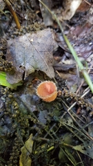 Microstoma floccosum