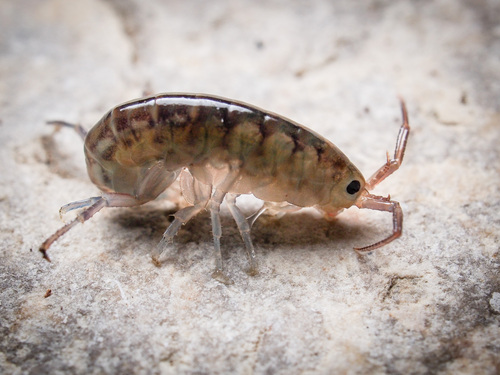 Garbini's Lake Hopper, photo 4 of 7