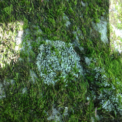 Phaeophyscia adiastola