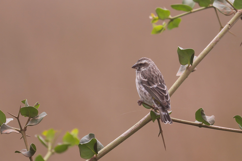 Reichenow's Seedeater (Crithagra reichenowi), photo 8