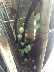Theobroma cacao