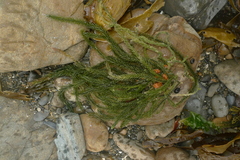 Caulerpa brownii