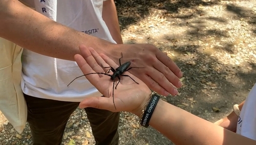 Großer Eichenbock