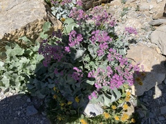 Adenostyles leucophylla