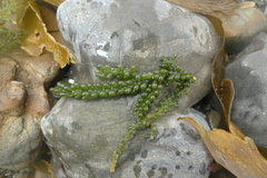 Caulerpa geminata