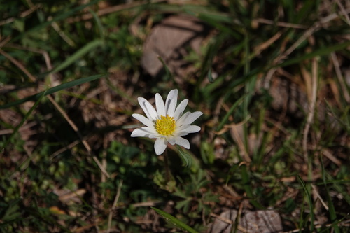 Image of Anemone caroliniana by (c) John Thomlinson, some rights reserved (CC BY)