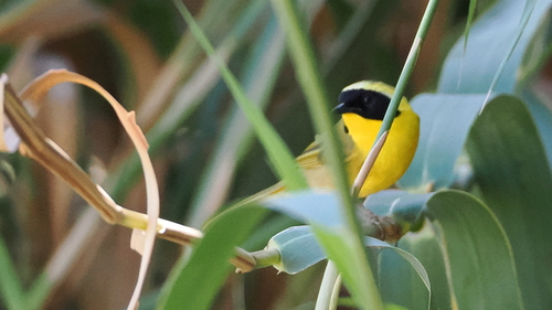 Belding's Yellowthroat (Geothlypis beldingi), photo 4