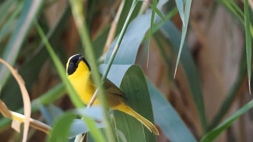 Belding's Yellowthroat (Geothlypis beldingi), photo 3
