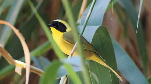 Belding's Yellowthroat (Geothlypis beldingi), photo 6