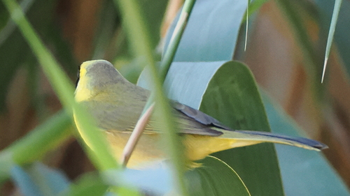 Belding's Yellowthroat (Geothlypis beldingi), photo 7