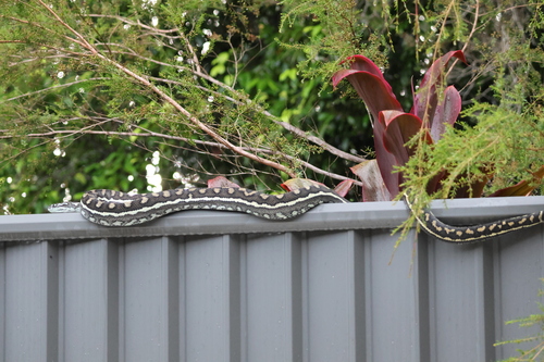 Coastal Carpet Python sighting