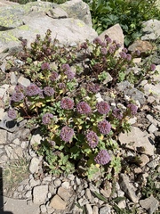 Hylotelephium anacampseros