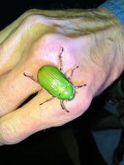 Chrysina lecontei