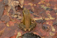 Indosylvirana caesari