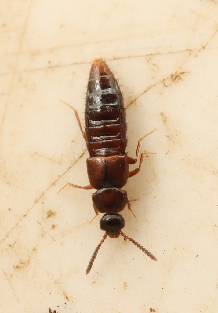Notothecta confusa