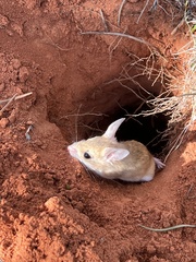 Dusky Hopping Mouse photo 5