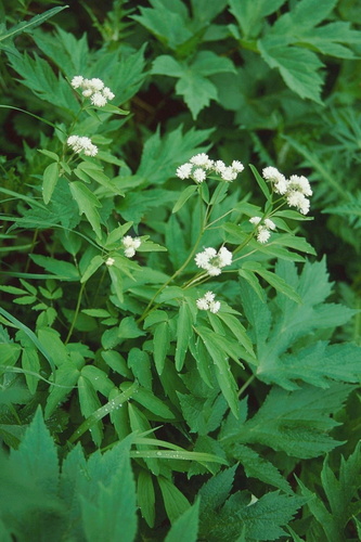 Thalictrum integrilobum iNat (1)