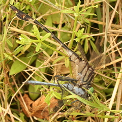 Gomphurus dilatatus