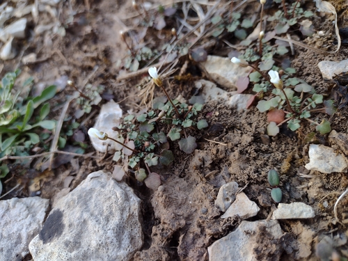 Foto de Leavenworthia exigua