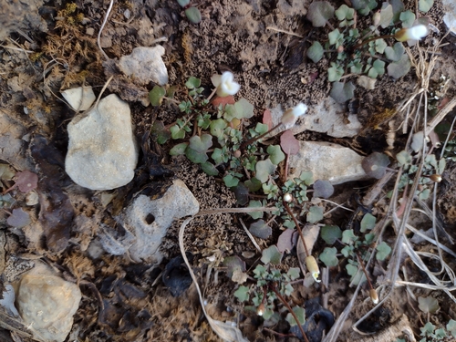 Foto de Leavenworthia exigua
