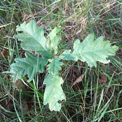 Quercus robur