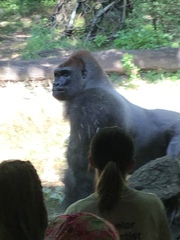 Gorilla gorilla