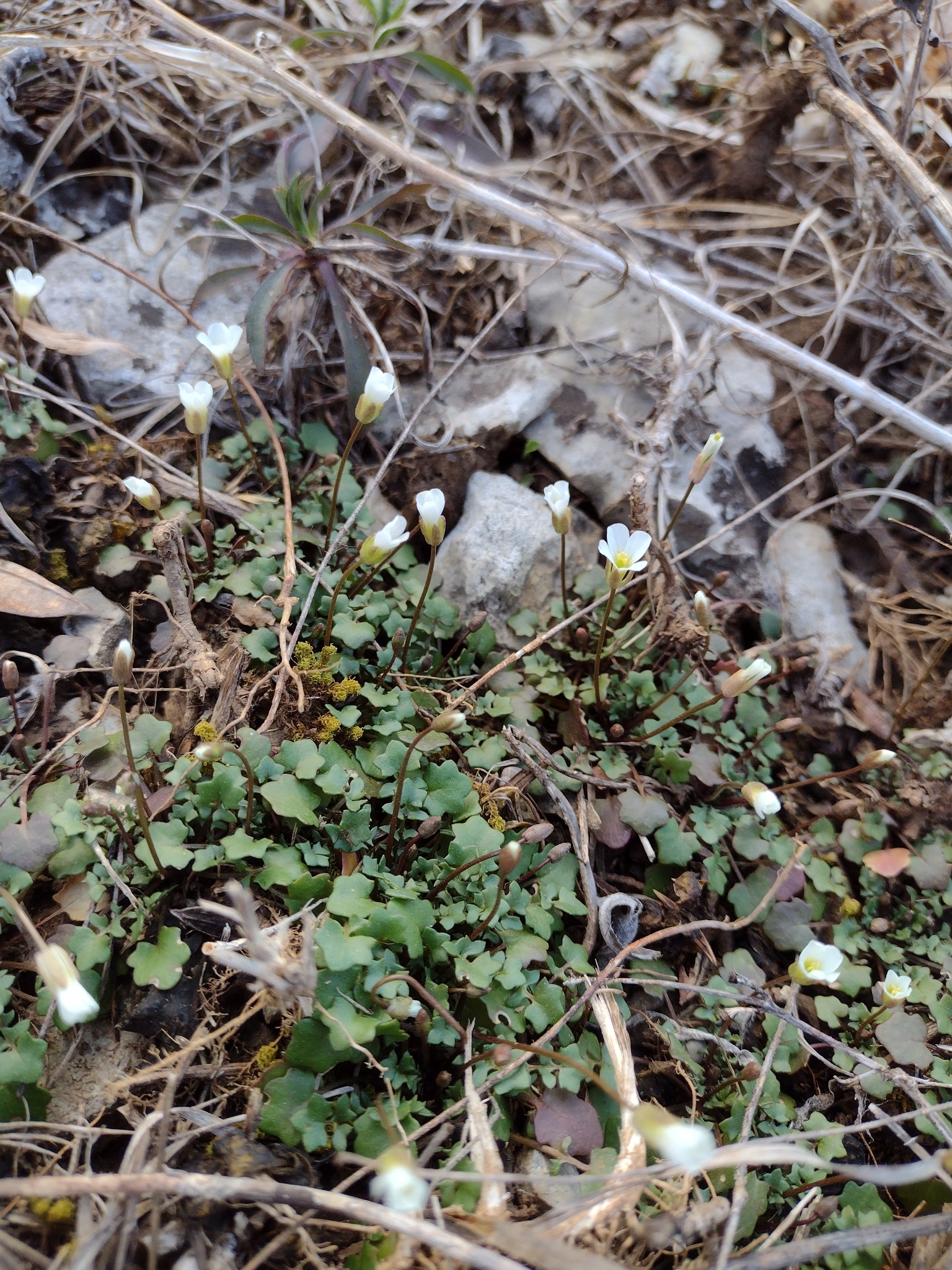 Imagem de Leavenworthia exigua não possui um nome popular amplamente reconhecido no Brasil