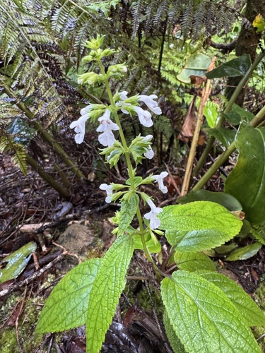 Phyllostegia electra observed 2025-03-09