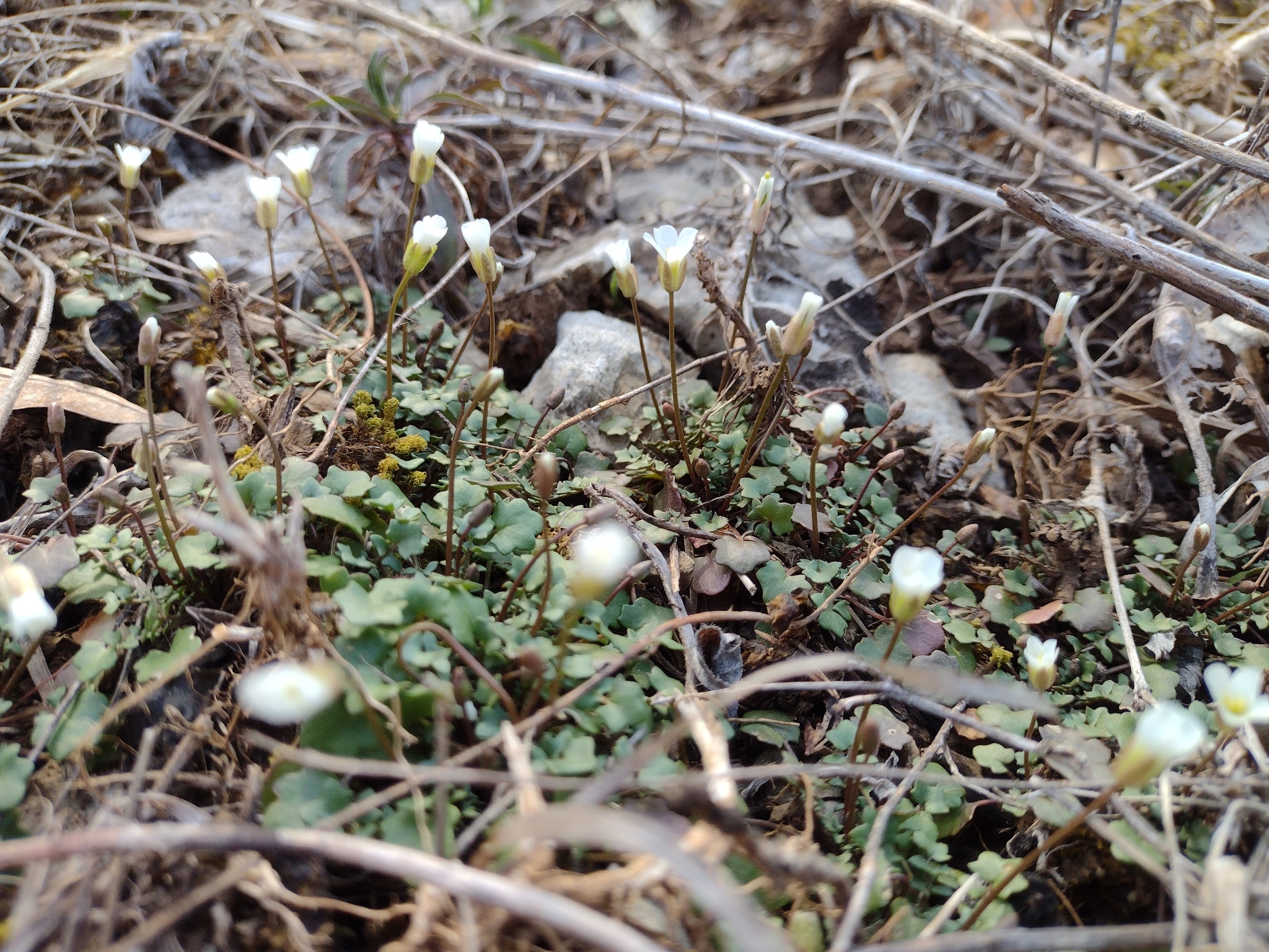 Imagem de Leavenworthia exigua não possui um nome popular amplamente reconhecido no Brasil