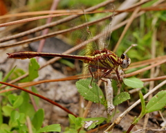 Phanogomphus minutus