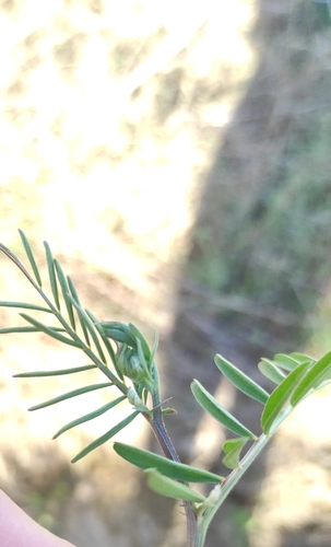 Vicia monantha iNat (3)