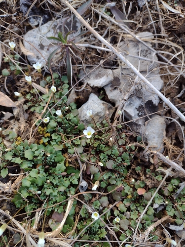 Foto de Leavenworthia exigua