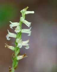 Spiranthes praecox