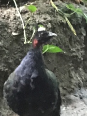 Afropavo congensis
