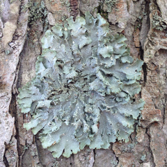 Punctelia caseana