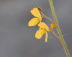 Chapmannia floridana