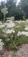 Achillea millefolium image