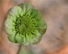 Berlandiera subacaulis