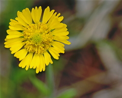 Helenium pinnatifidum