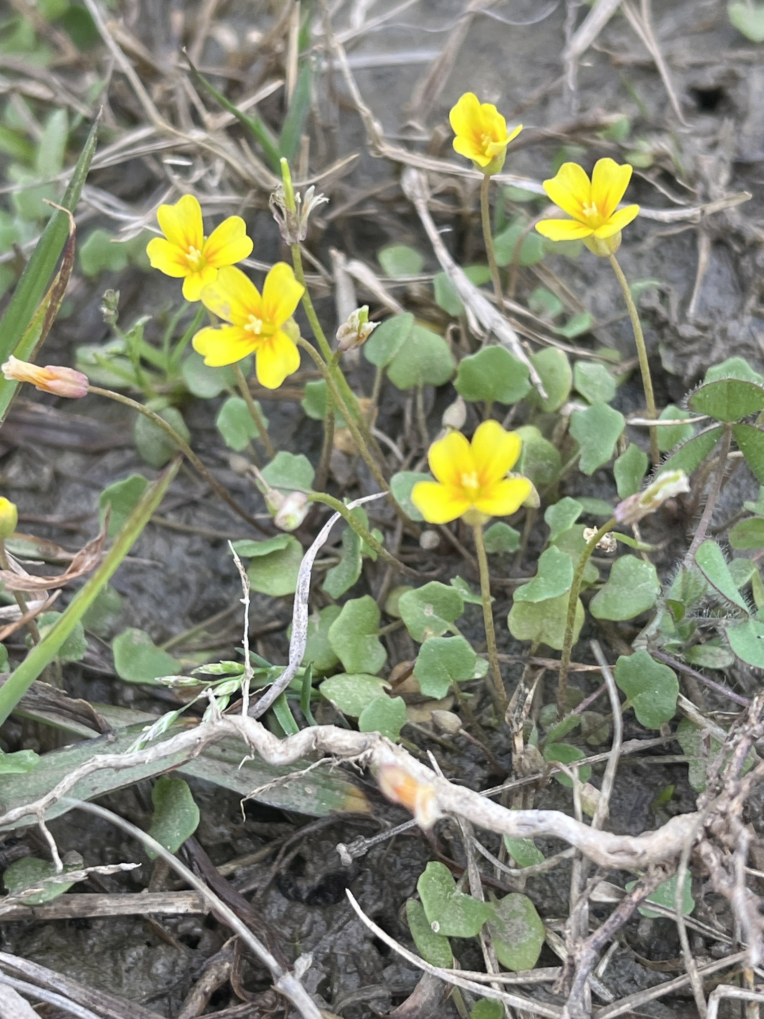 Imagem de Leavenworthia exigua não possui um nome popular amplamente reconhecido no Brasil
