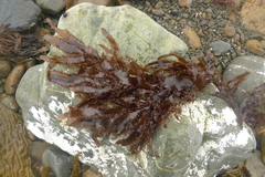 Blastophyllis calliblepharoides