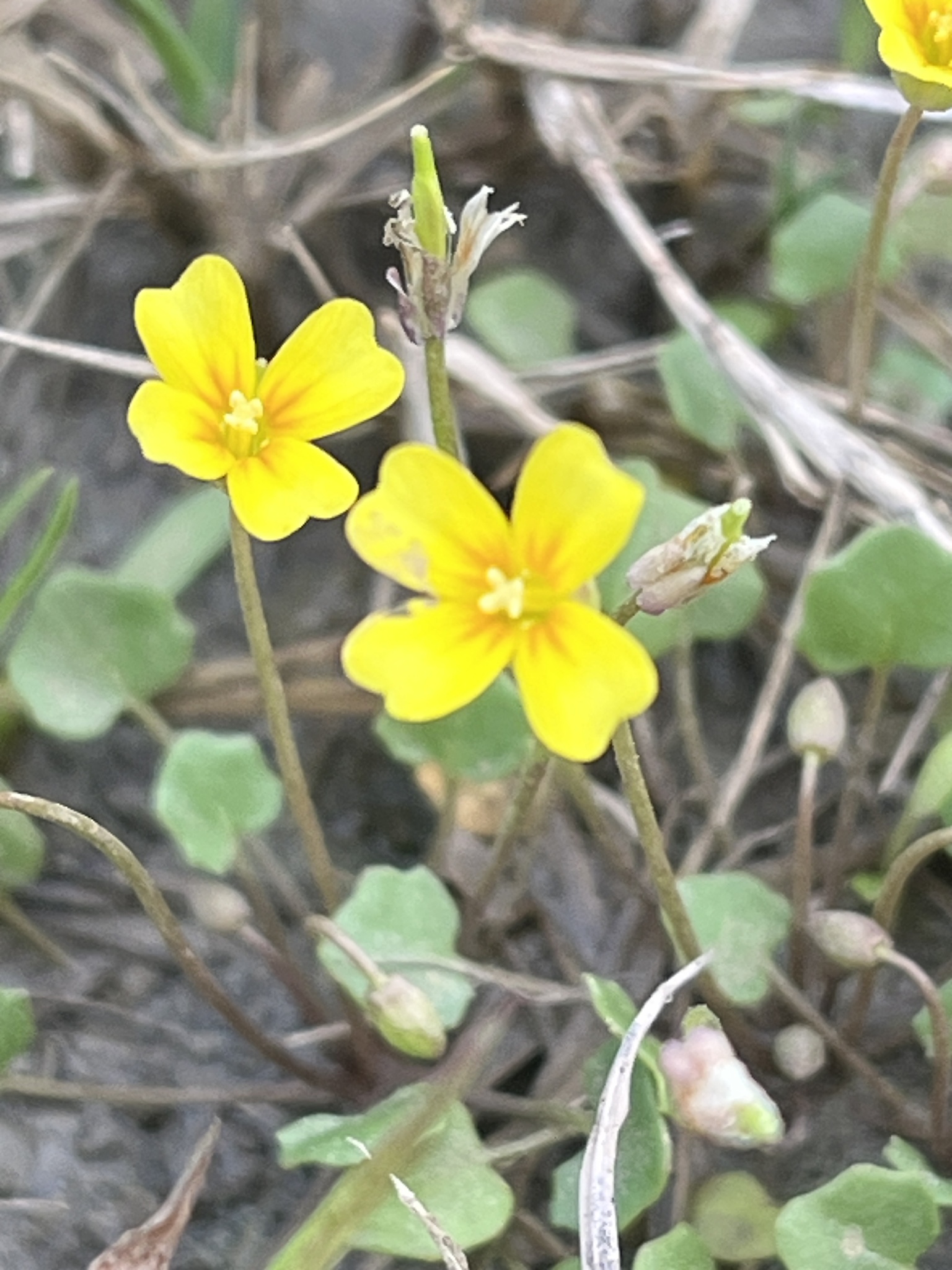 Imagem de Leavenworthia exigua não possui um nome popular amplamente reconhecido no Brasil